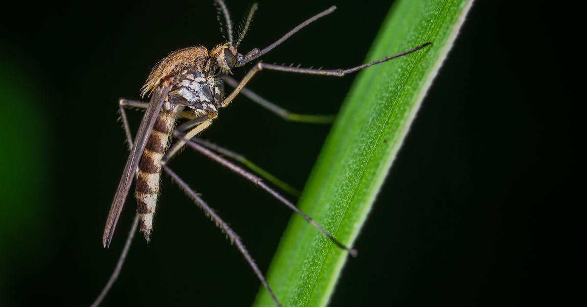 Pourquoi les moustiques ne piquent que la nuit ?