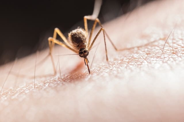 Comment arrêter la démangeaison d’une piqure de moustique ?