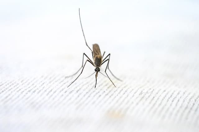 Comment éviter les moustiques dans la maison ?