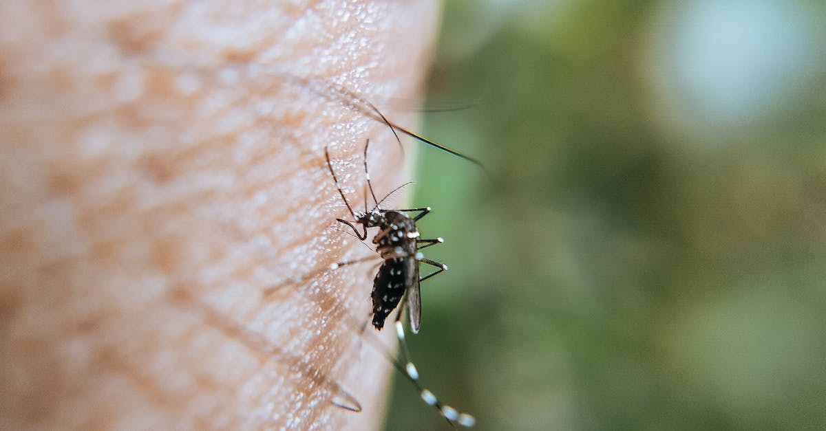 Pourquoi les moustiques ne piquent que la nuit ?