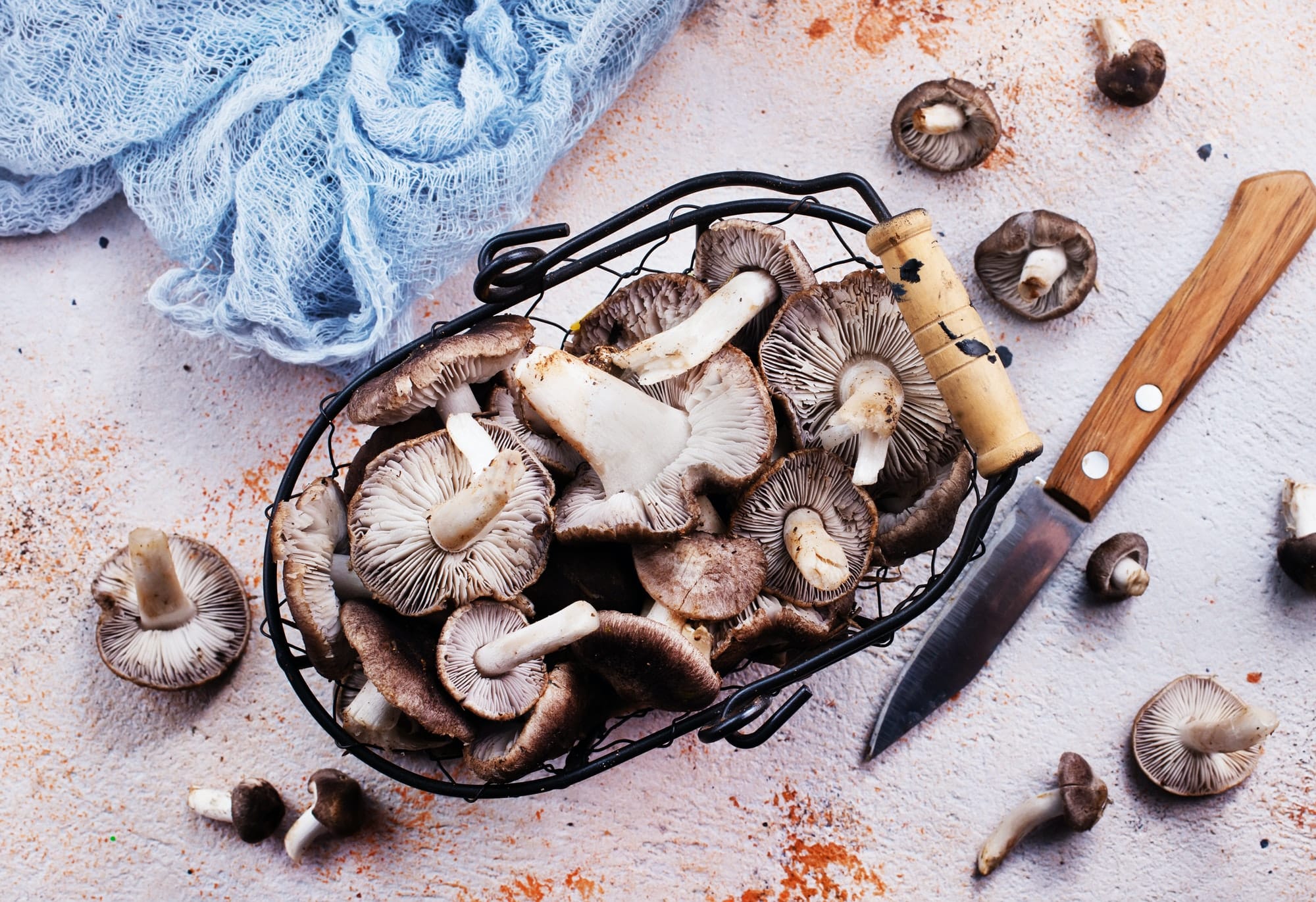 Quels sont les différents types de champignons lignivores ?