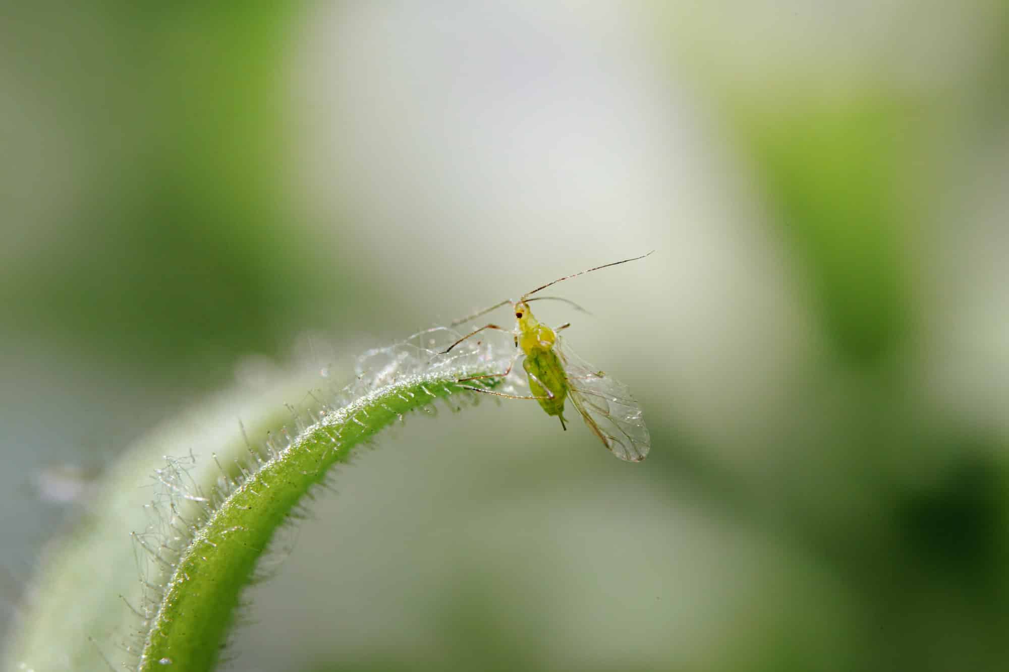 Comprendre les cycles de vie des pucerons : Clés pour une lutte efficace